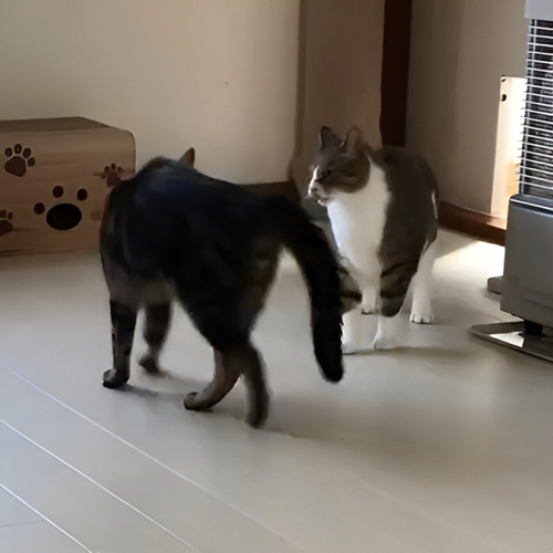 じゃれあう猫たち