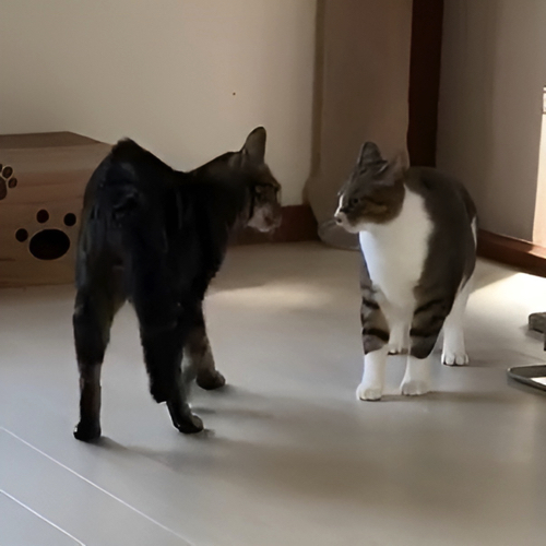 じゃれあう猫たち