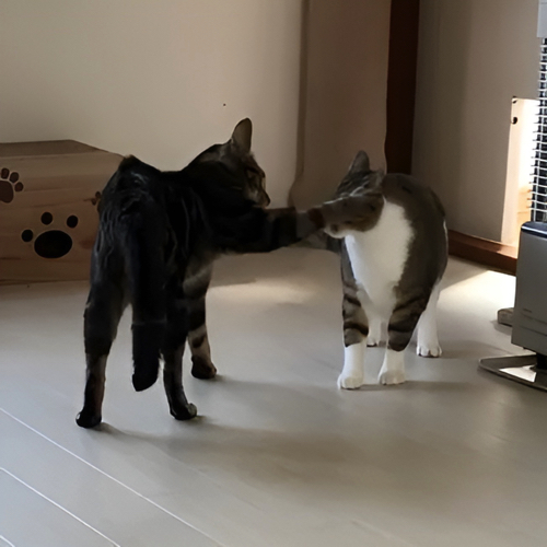 じゃれあう猫たち