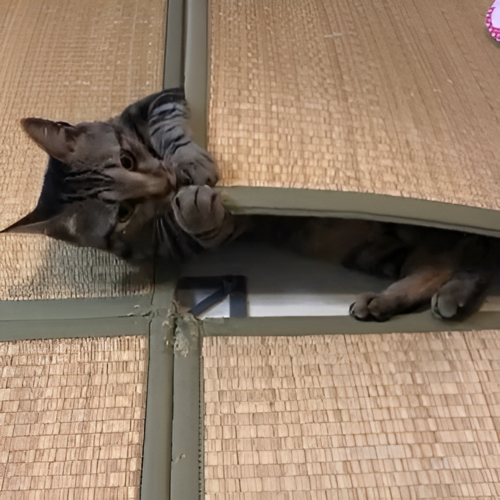 じゃれあう猫たち