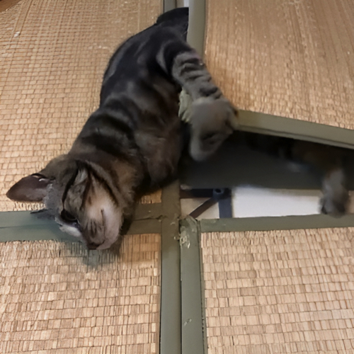 じゃれあう猫たち