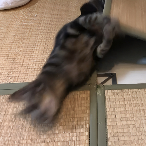 じゃれあう猫たち