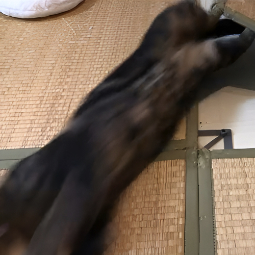 じゃれあう猫たち