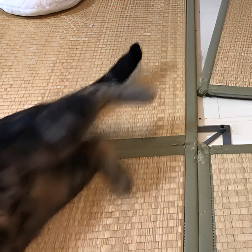 じゃれあう猫たち