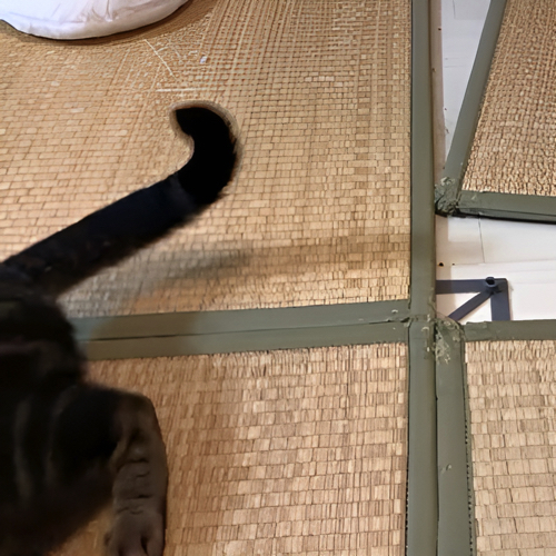 じゃれあう猫たち