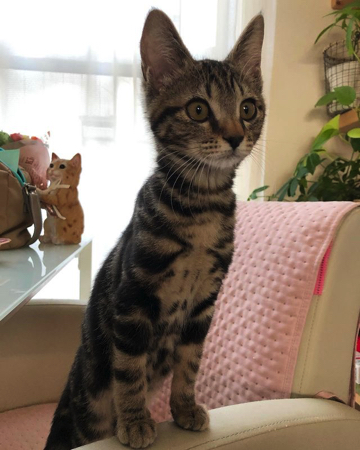 じゃれあう猫たち