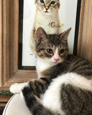 じゃれあう猫たち