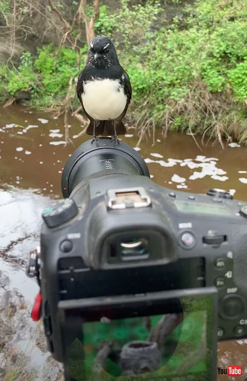 カメラに乗ってきたウィリーセキレイ