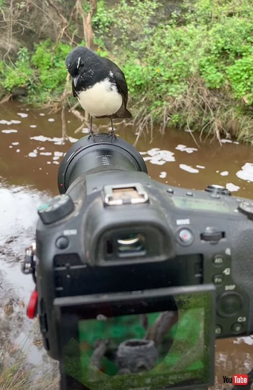 カメラに乗ってきたウィリーセキレイ
