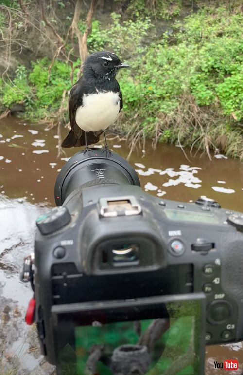 カメラに乗ってきたウィリーセキレイ