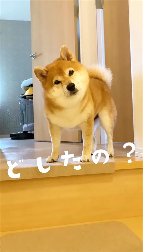 お出迎え柴犬