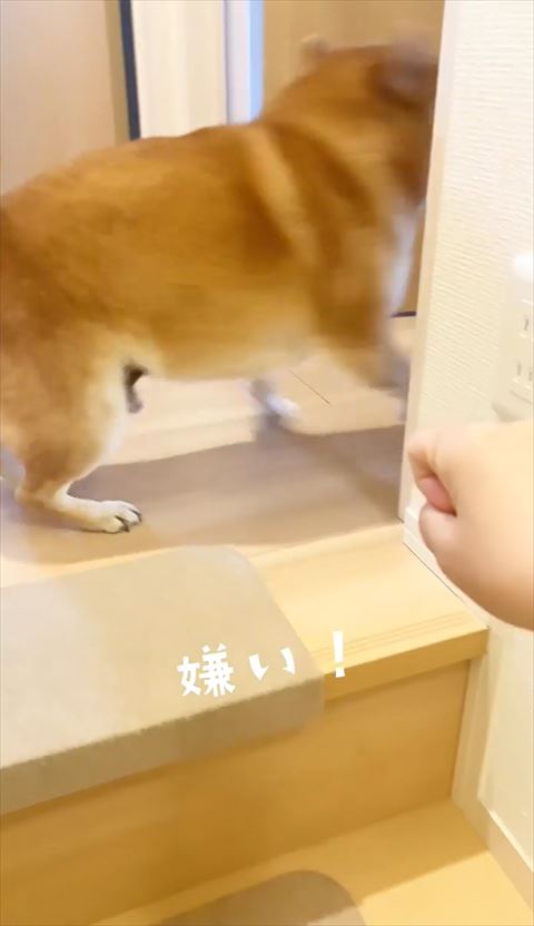 嫌いテロップと柴犬