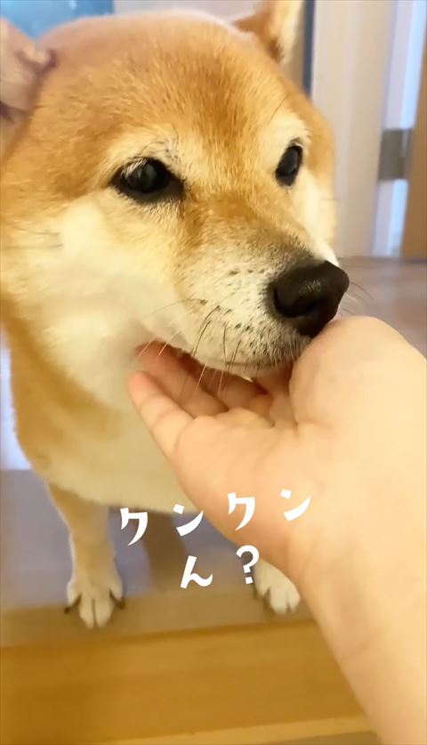 首元なでられながら手の匂いをかぐワンコ