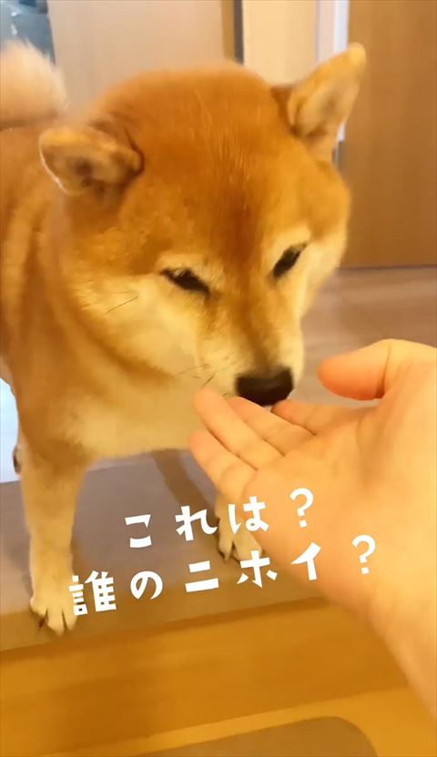 指先の匂いかいでる柴犬