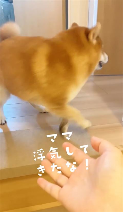 部屋に向かおうとするワンコ