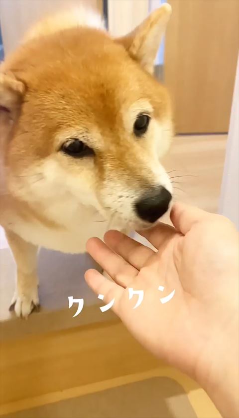 手の匂いをかぐ柴犬