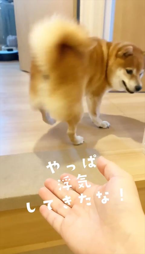 後ろ振り返ってる柴犬