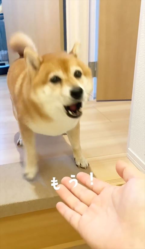 もうのテロップと柴犬