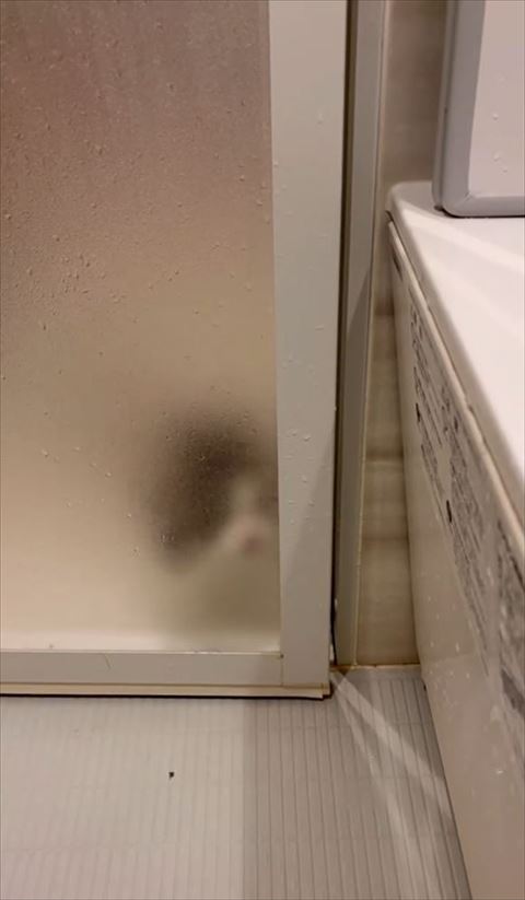 ドア越しの猫ちゃん座ってる