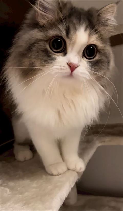 猫ちゃんアップ