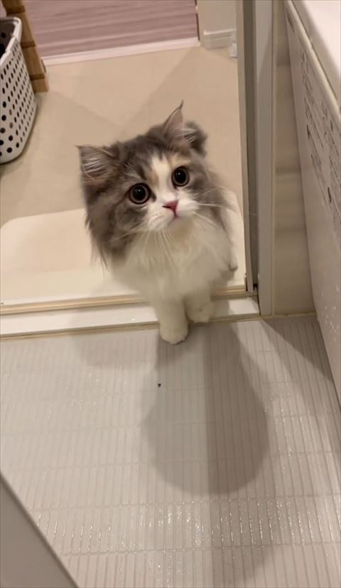 上を見る猫ちゃん