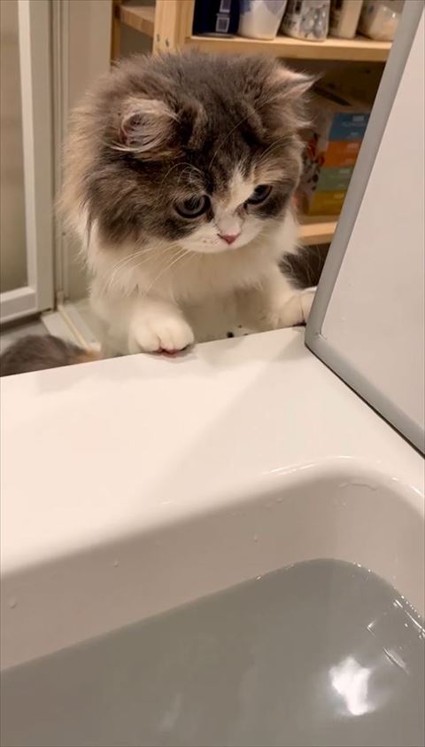 左前足浴槽に添える