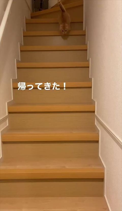 階段てっぺん降りてる猫