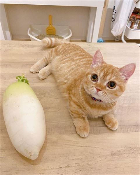 大根と猫ちゃん