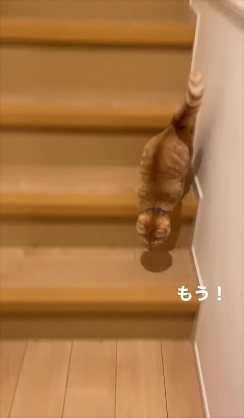 階段下に降りてる猫
