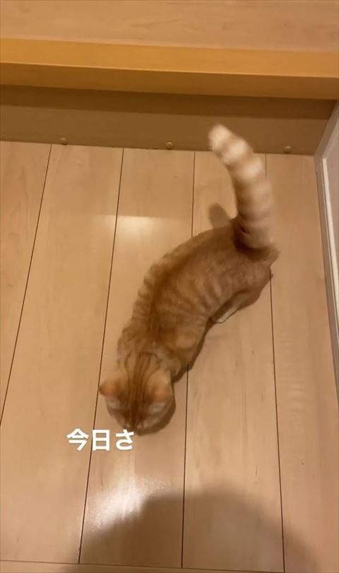 猫の言葉テロップ