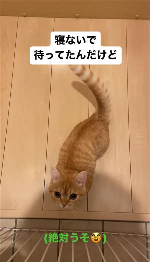 寝ないで待ってたテロップ