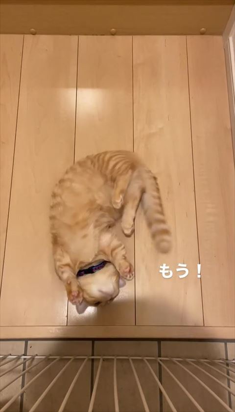 仰向けになる猫