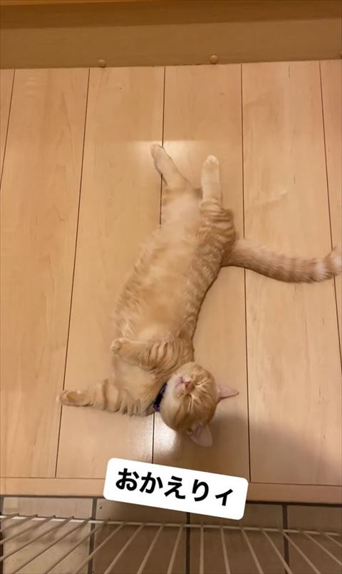 目つぶってる猫