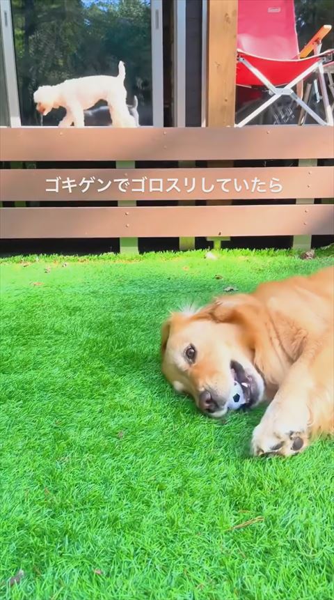 ボールくわえて寝そべるワンコ