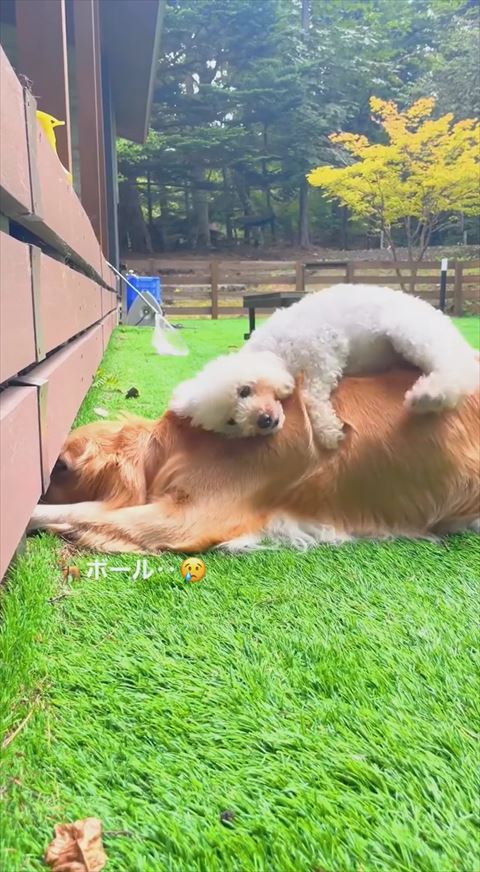 ボールテロップ