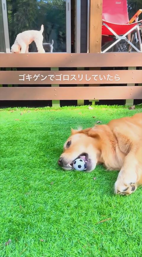 ボールくわえて寝そべり上向くワンコ