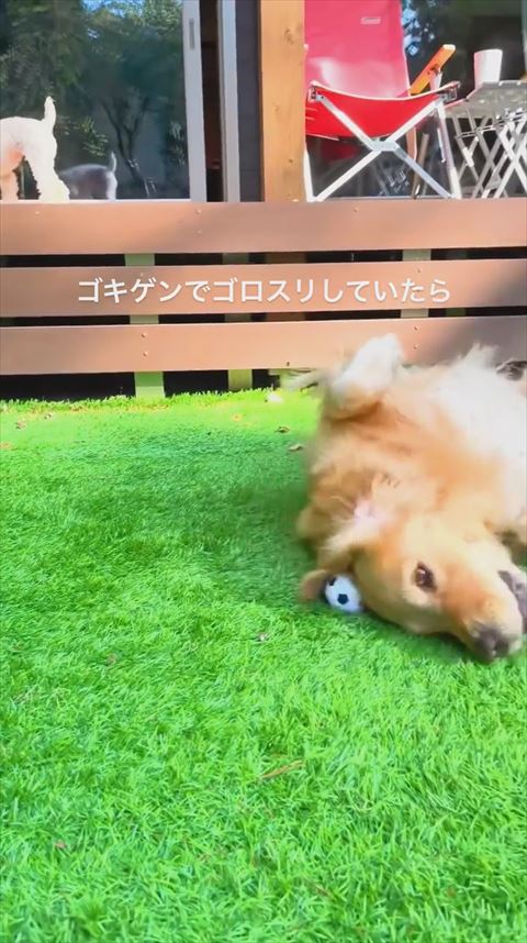 ワンコの頭上にボール