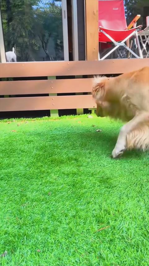 縁側の下に向かうワンコ