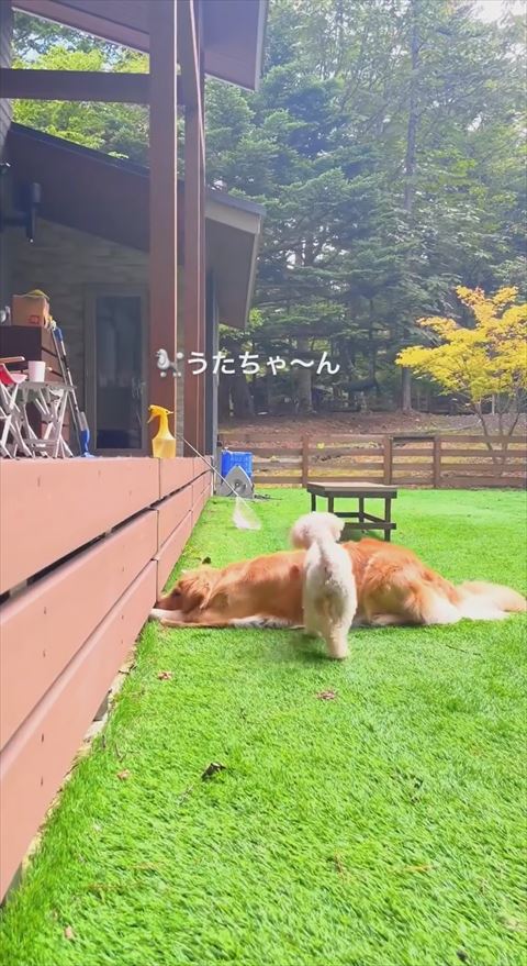 うたちゃ〜んテロップ