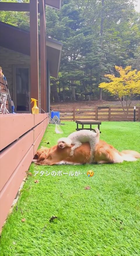 あたしのボールがテロップ