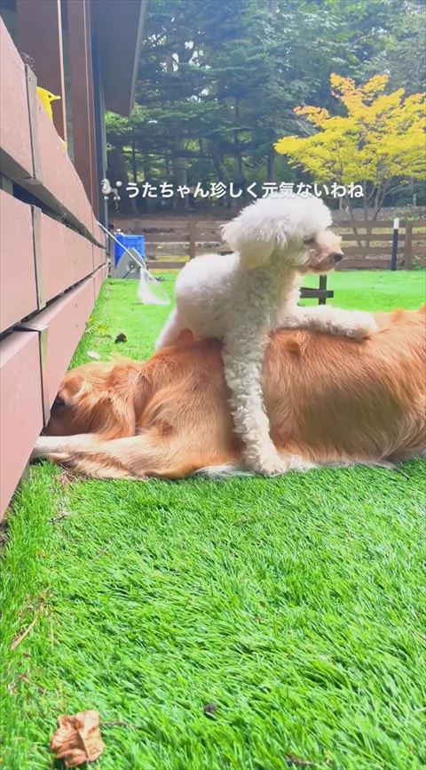 元気ないわねテロップ