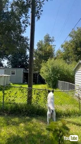 ジャンプでフェンスを越える犬