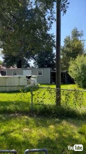 ジャンプでフェンスを越える犬