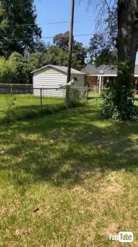 ジャンプでフェンスを越える犬