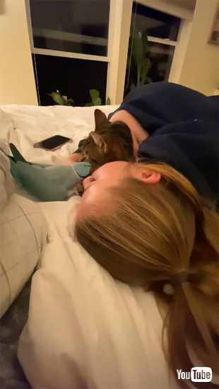 キスするインコ