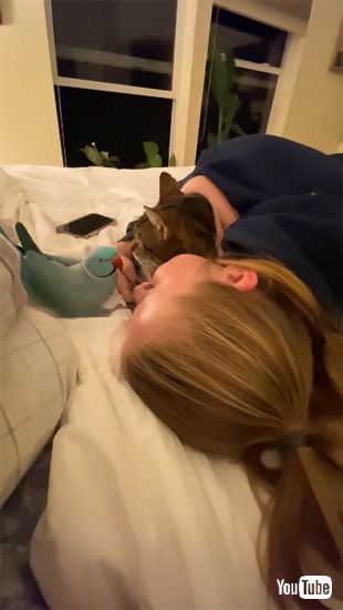 見つめるインコ