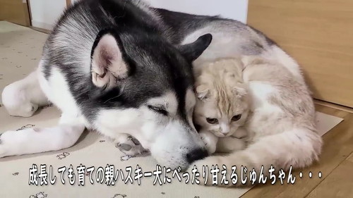 甘えるじゅんちゃん