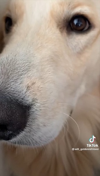 悪さしたあとの顔がかわいい