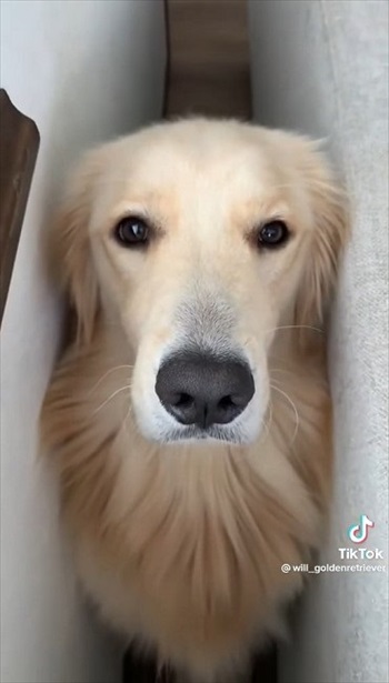 悪さしたあとの顔がかわいい