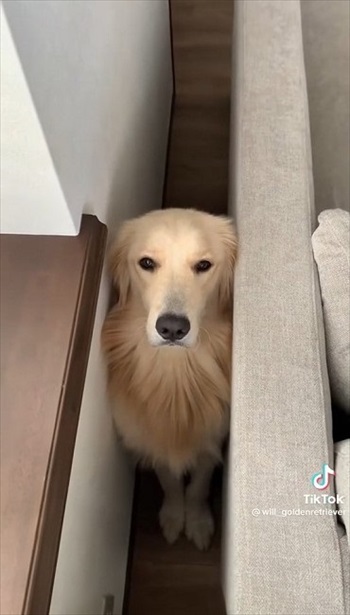 悪さしたあとの顔がかわいい